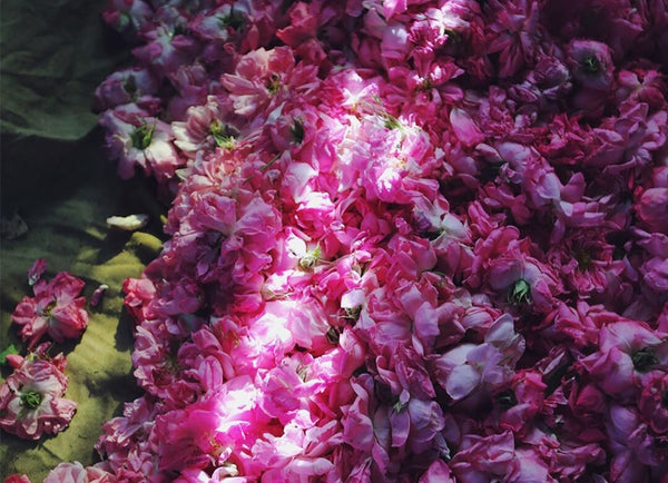 La rosa di Amouage: dal fiore alla fragranza